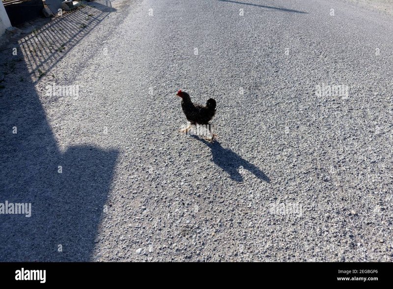 Présentation de chicken road 2